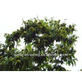 sweet chestnut exporter